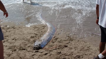 Seltene Riemenfische Vor Japanischer Küste Gefangen