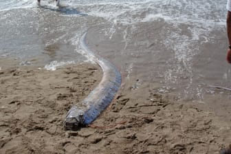 Riemenfisch gestrandet an einer Küste: Die Fischer waren überrascht, als ihnen die normalerweise in großer Tiefe vorkommenden Tiere lebend ins Netz gingen.