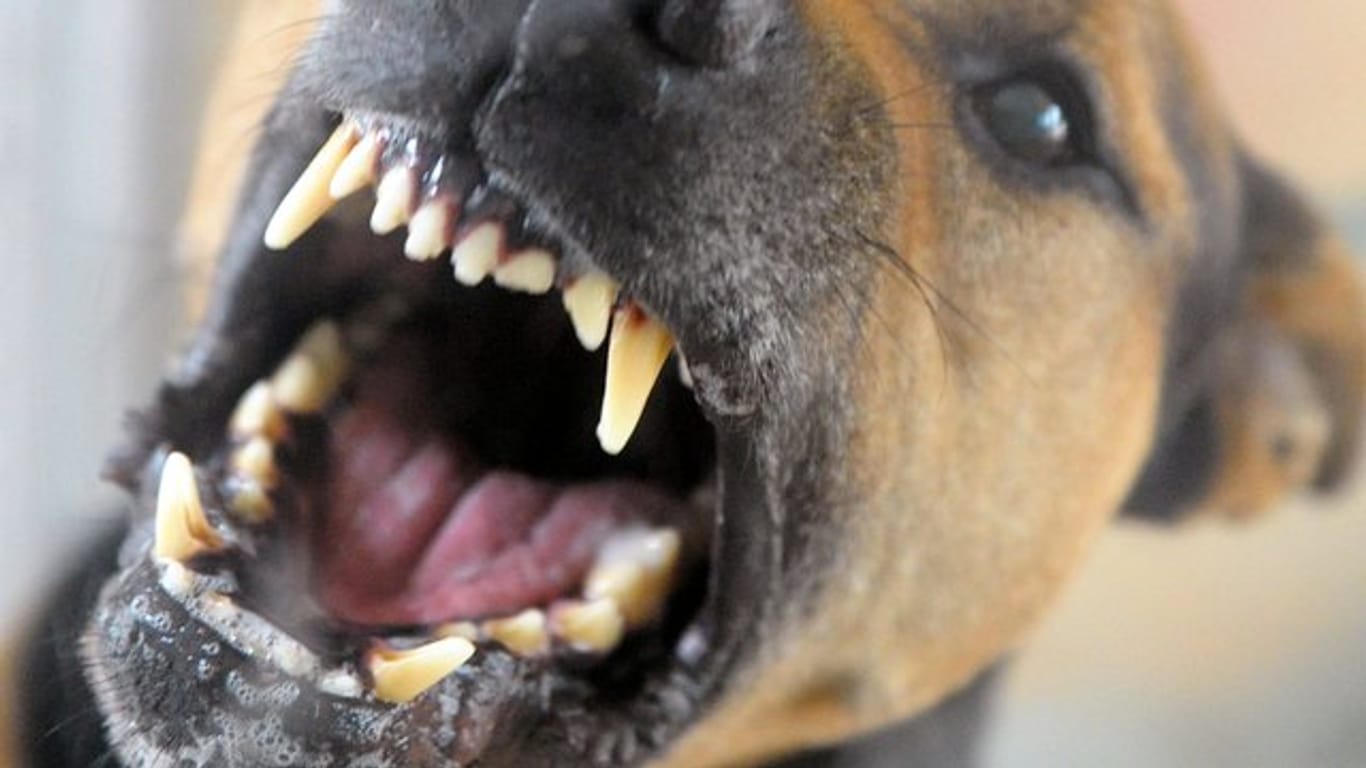 Ein Hund fletscht die Zähne