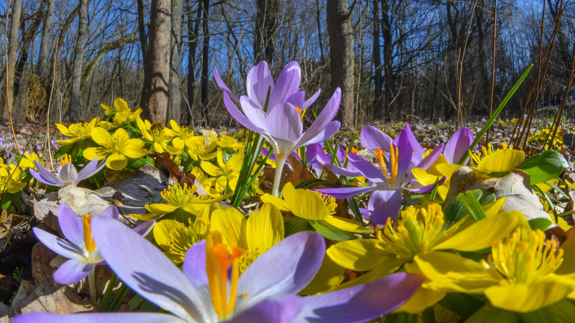 Blumenwiese: Zum Start des Frühlings zieht es viele in die Natur.