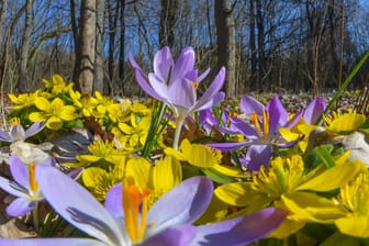 Blumenwiese: Zum Start des Frühlings zieht es viele in die Natur.