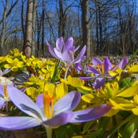 Blumenwiese: Zum Start des Frühlings zieht es viele in die Natur.