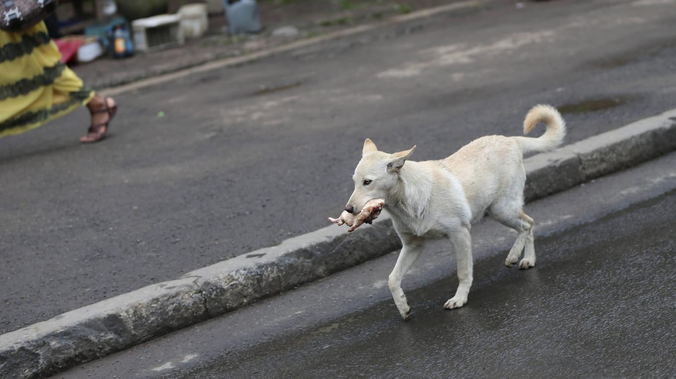 Streuner mit einem geklauten Fleischstück im Maul in den Straßen von Addis Abeba: Rund 80 Prozent der Hunde in der Hauptstadt seien streunende Tiere.
