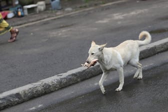 Streuner mit einem geklauten Fleischstück im Maul in den Straßen von Addis Abeba: Rund 80 Prozent der Hunde in der Hauptstadt seien streunende Tiere.