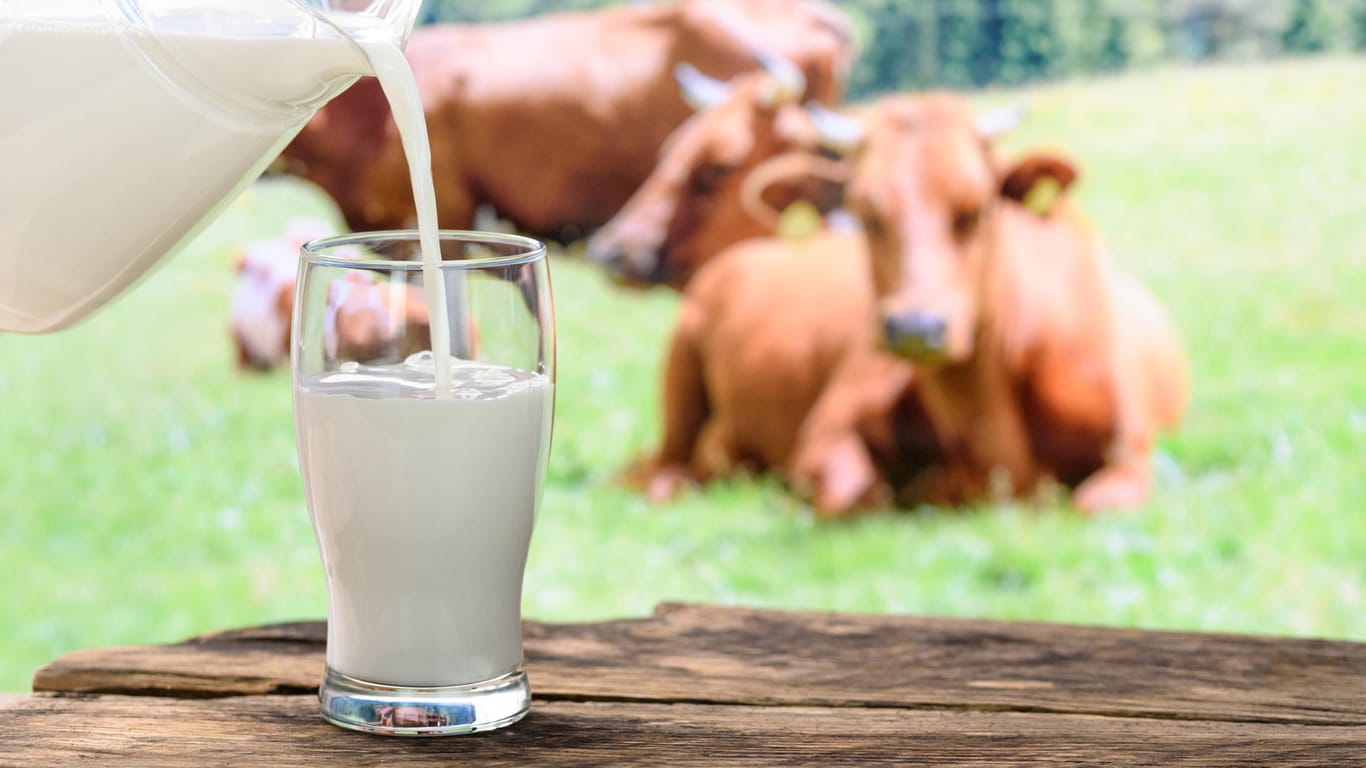 Milch und Kühe: Rindfleisch und Kuhmilch können das Krebsrisiko erhöhen.