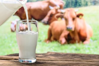 Milch und Kühe: Rindfleisch und Kuhmilch können das Krebsrisiko erhöhen.