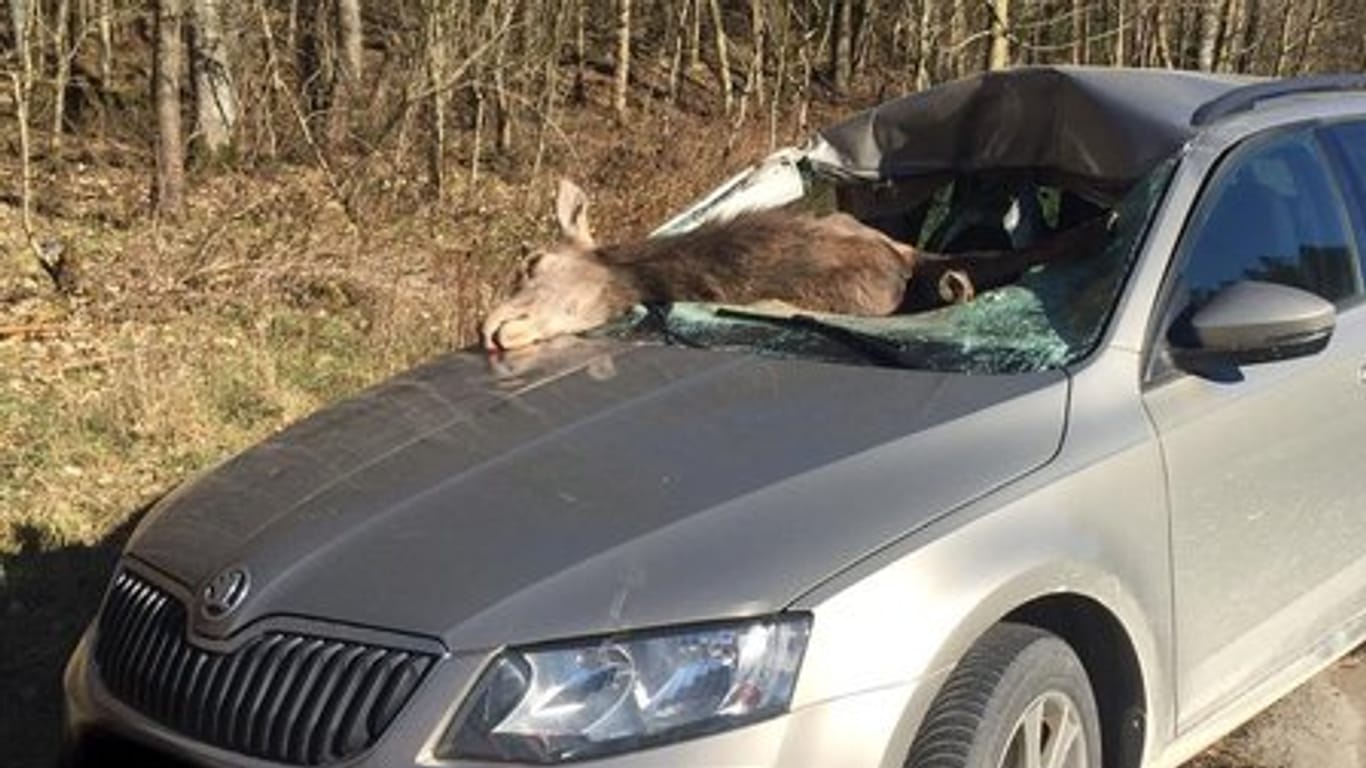 Eine tote Hirschkuh liegt halb im Fahrzeuginneren eines PKW: Nach Angaben der Ermittler war die Hirschkuh am hellichten Tag plötzlich vor das fahrende Auto gesprungen.