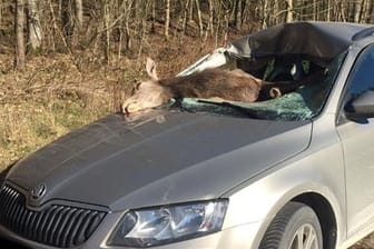 Eine tote Hirschkuh liegt halb im Fahrzeuginneren eines PKW: Nach Angaben der Ermittler war die Hirschkuh am hellichten Tag plötzlich vor das fahrende Auto gesprungen.