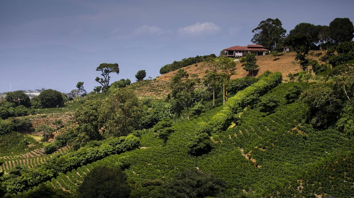 Kaffeeplantage in Costa Rica: Wer die Insel besucht, kann Plantagen besichtigen, auf denen Kaffee angebaut wird.