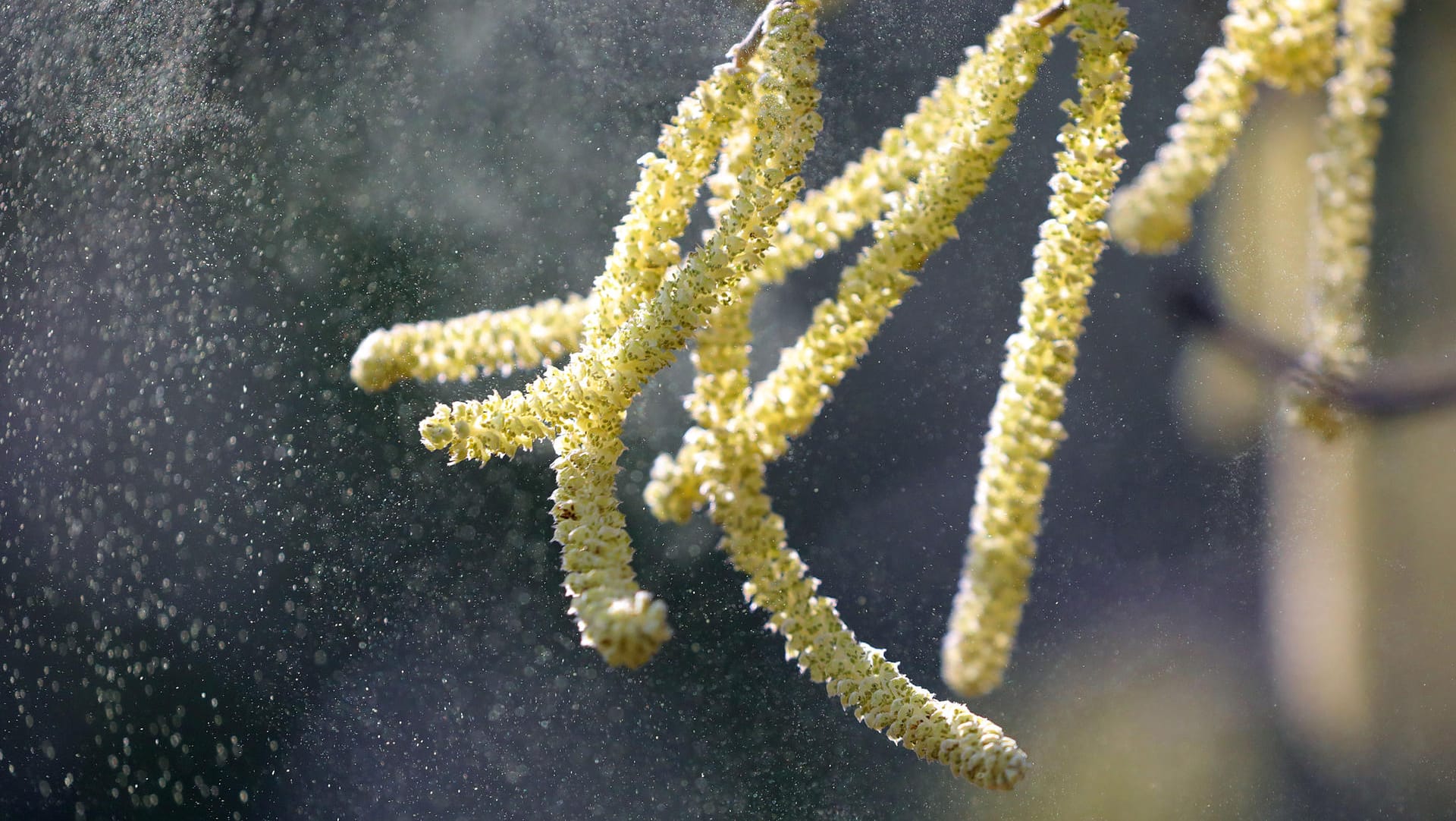 Pollenflug: Im Vergleich zu anderen Bäumen sondern Birken deutlich mehr Pollen auf einmal ab.