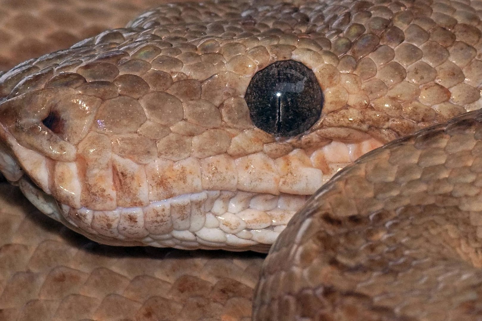 Eine Gartenboa: In Mecklenburg-Vorpommern hat ein Mann vermutlich eine tote Boa gefunden.