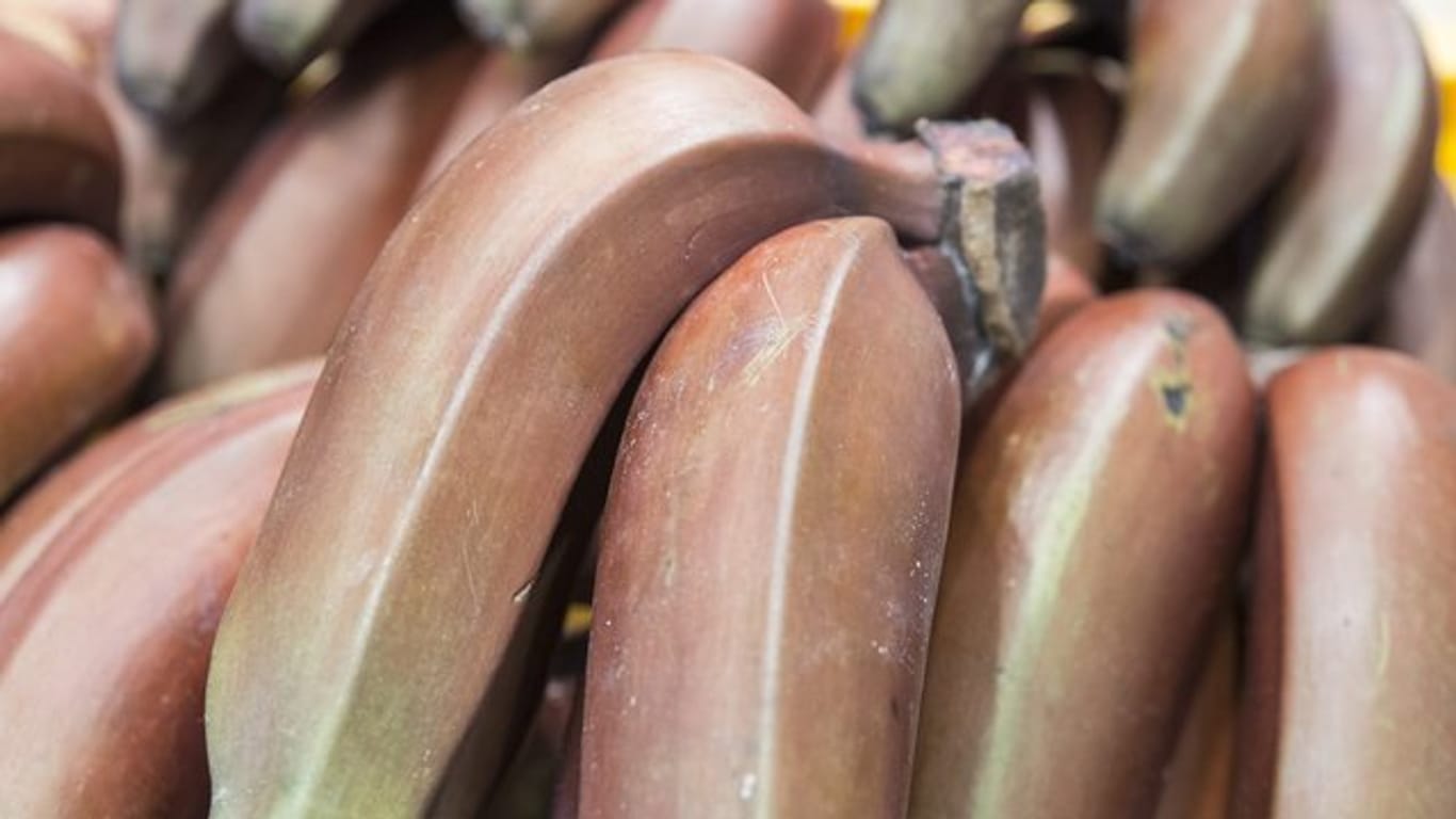 Das Bananenmehl wird aus unreifen, geschälten und getrockneten Kochbananen hergestellt.