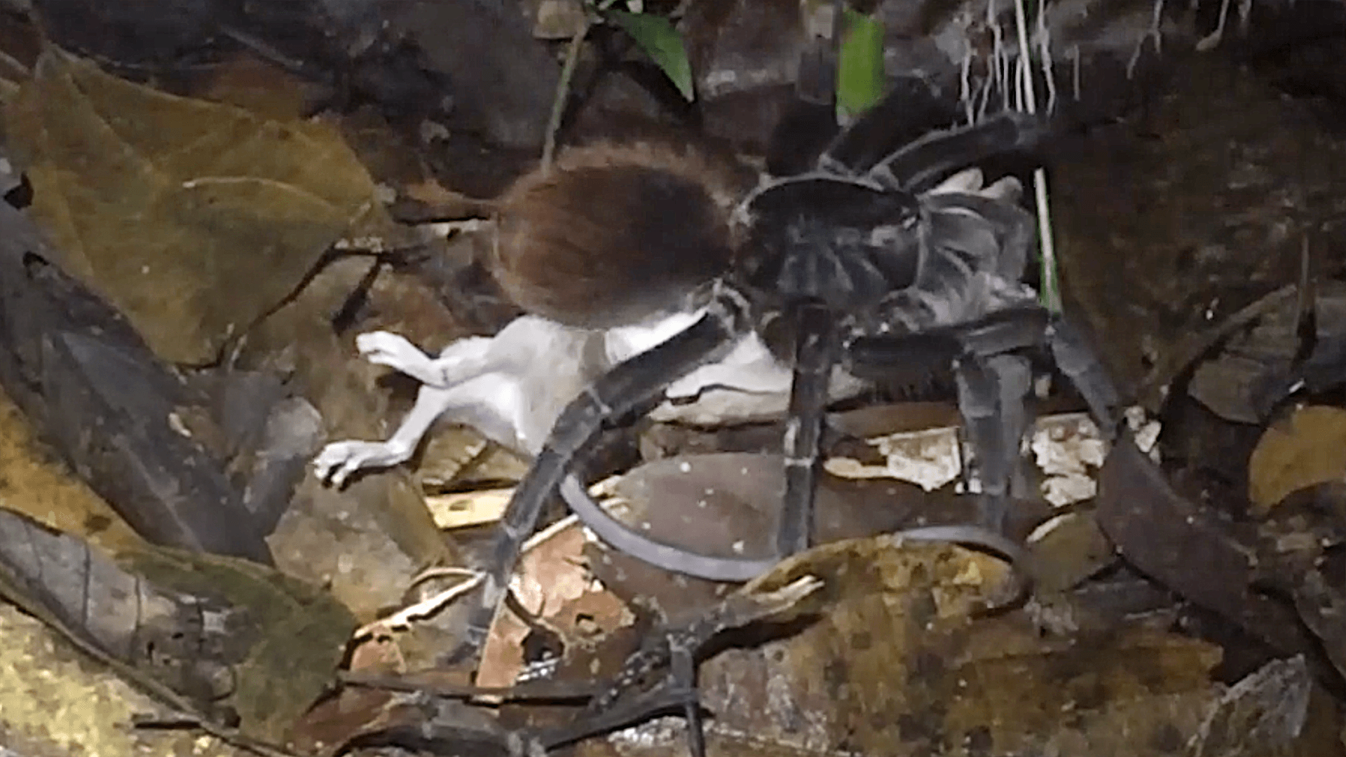 Eine tellergroße Vogelspinne auf der toten Beutelratte: "Wir konnten nicht wirklich glauben, was wir da sahen."