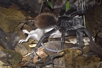 Eine tellergroße Vogelspinne auf der toten Beutelratte: "Wir konnten nicht wirklich glauben, was wir da sahen."