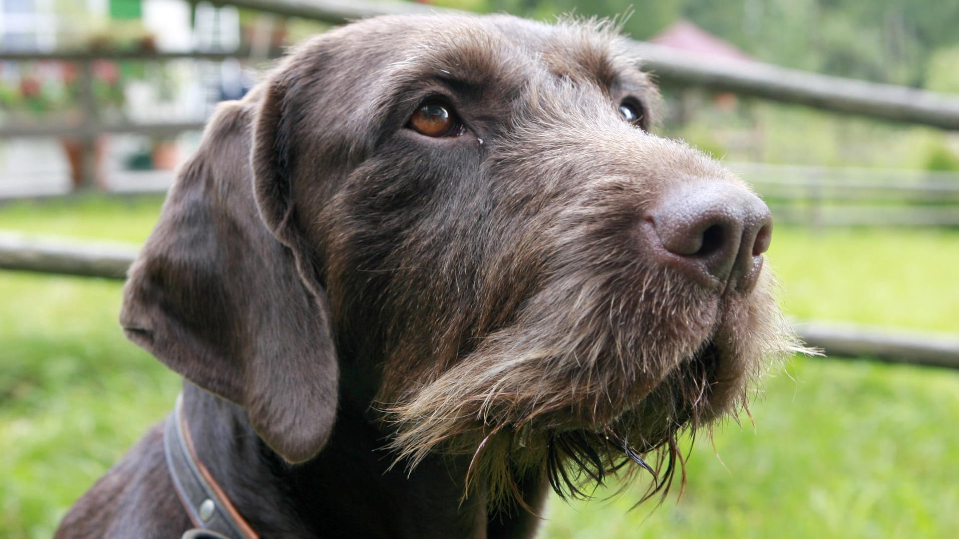 Ein Jagdhund der Rasse Deutsch Drahthaar (Symbolfoto). Nachdem sein Hund seine Mutter getötet haben soll, erschoss der Mann das Tier.