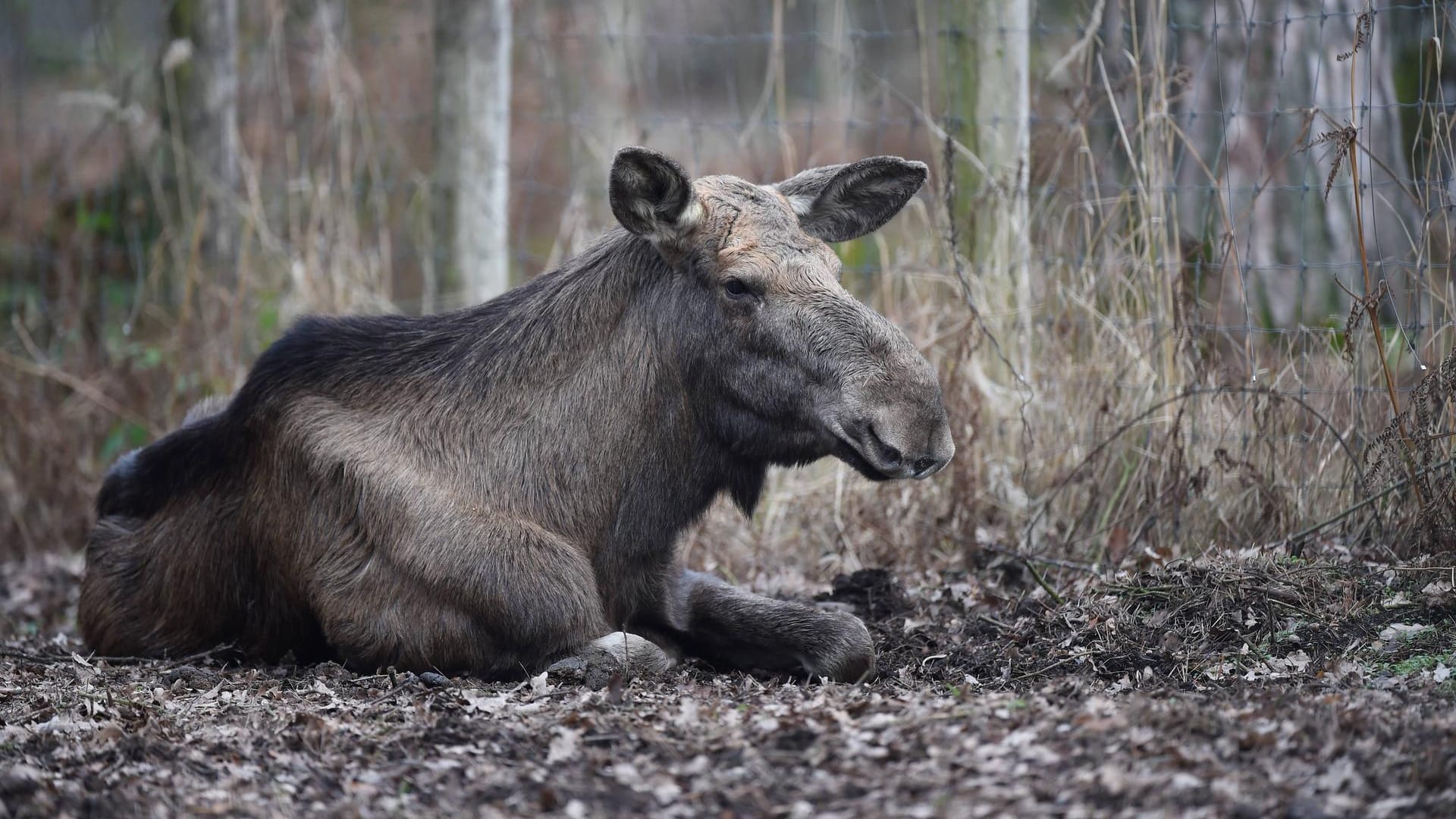 Elch: Bisher sind vor allem Wildtiere wie Hirsche, Rentiere und Elche von CWD, der sogenannten "Zombie-Krankheit", betroffen.