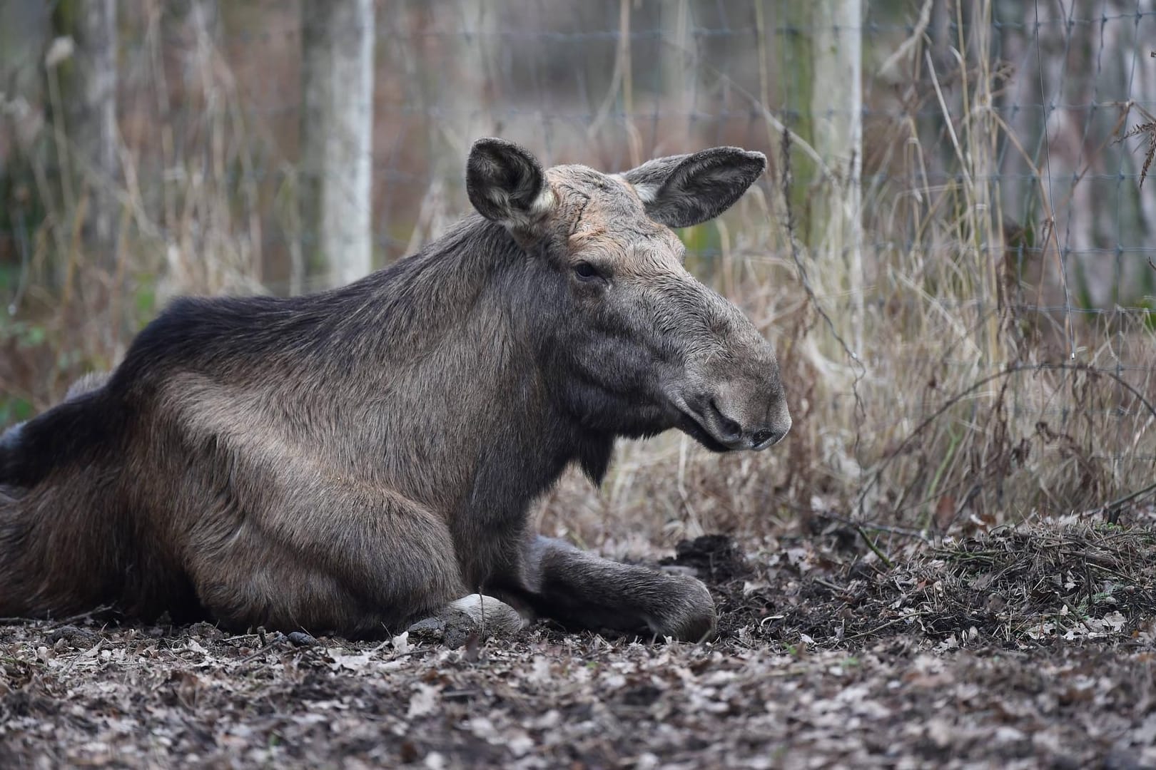 Elch: Bisher sind vor allem Wildtiere wie Hirsche, Rentiere und Elche von CWD, der sogenannten "Zombie-Krankheit", betroffen.