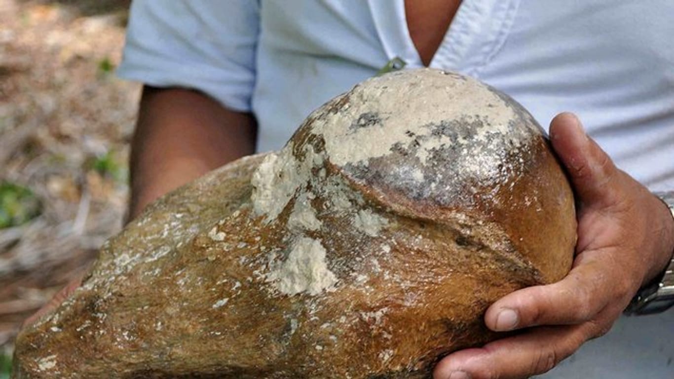Ein Mann zeigt ein Teil des 2014 von Tauchern gefundenen Oberarmknochens des Riesenfaultiers.