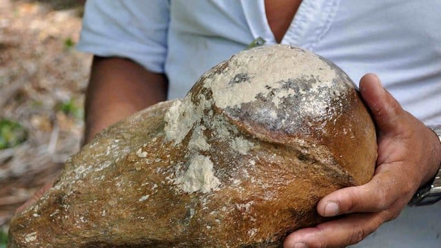 Ein Mann zeigt ein Teil des 2014 von Tauchern gefundenen Oberarmknochens des Riesenfaultiers. Ein Mann zeigt ein Teil des 2014 von Tauchern gefundenen Oberarmknochens des Riesenfaultiers.