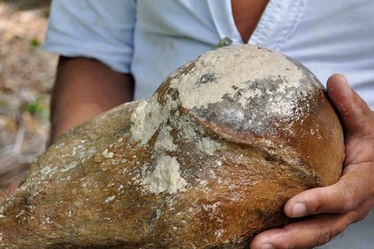 Ein Mann zeigt ein Teil des 2014 von Tauchern gefundenen Oberarmknochens des Riesenfaultiers.