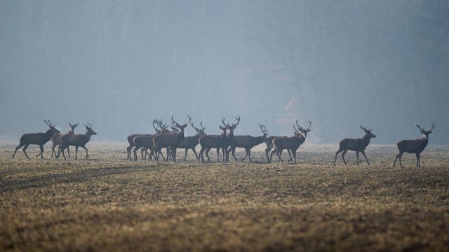 Hirsche auf einem Feld.