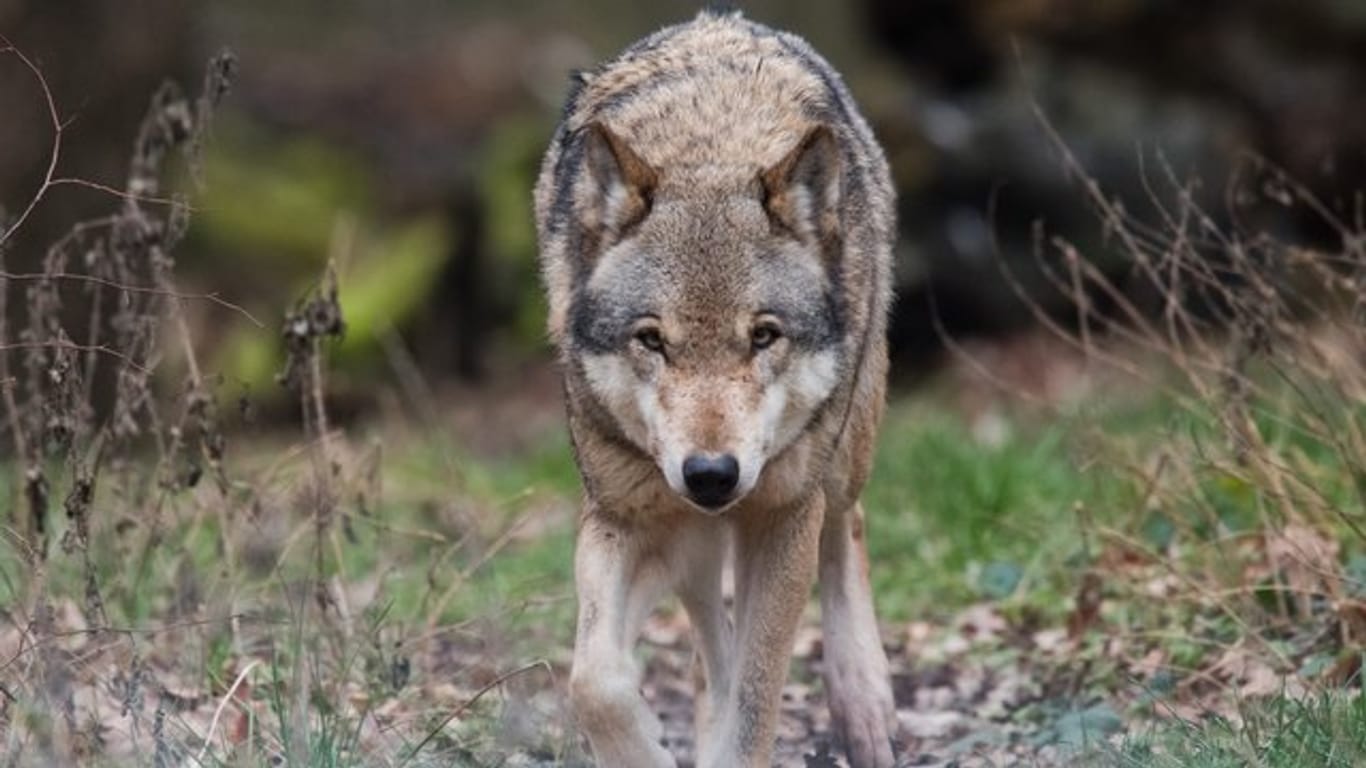 Naturschützter freut es, Schafhirten sind in Sorge: In vielen Regionen Deutschlands hat sich wieder der Wolf angesiedelt.