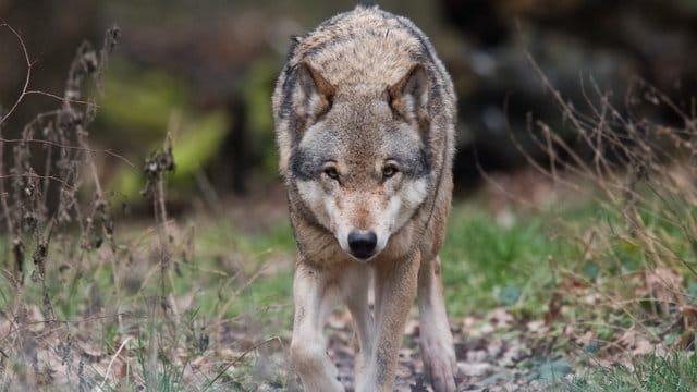 Naturschützter freut es, Schafhirten sind in Sorge: In vielen Regionen Deutschlands hat sich wieder der Wolf angesiedelt. Naturschützter freut es, Schafhirten sind in Sorge: In vielen Regionen Deutschlands hat sich wieder der Wolf angesiedelt.
