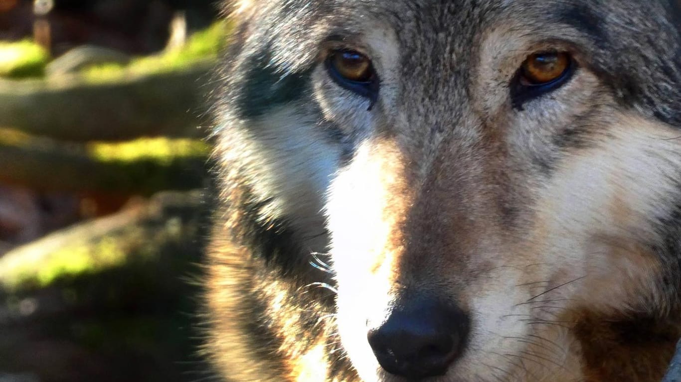 Ein europäischer Grauwolf: Umweltministerin Schule will den Abschuss der Tiere erleichtern.