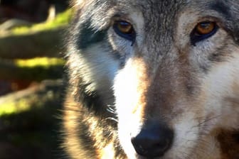 Ein europäischer Grauwolf: Umweltministerin Schule will den Abschuss der Tiere erleichtern.