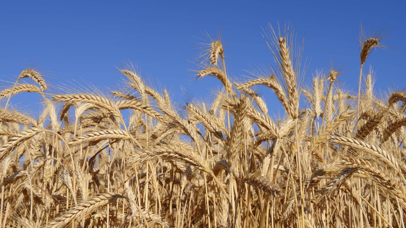 Getreide: Ein Risiko durch Folgekulturen ist bei Neonikotinoiden nicht ausgeschlossen.