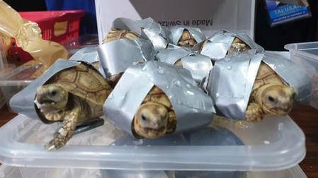 Mit Klebeband zugeklebte kleine Schildkröten liegen vor einem Pappkarton: Die Tiere waren am Ninoy Aquino International Airport in Manila gefunden worden.