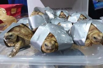 Mit Klebeband zugeklebte kleine Schildkröten liegen vor einem Pappkarton: Die Tiere waren am Ninoy Aquino International Airport in Manila gefunden worden.