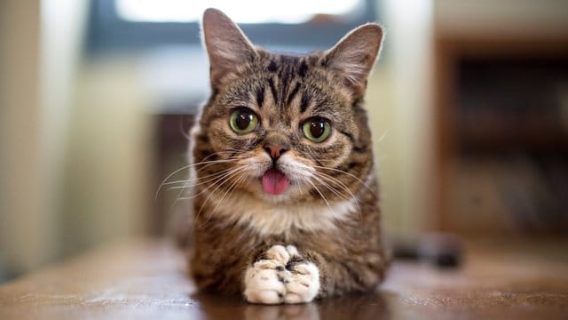Die Katze Lil Bub. Die Katze Lil Bub.