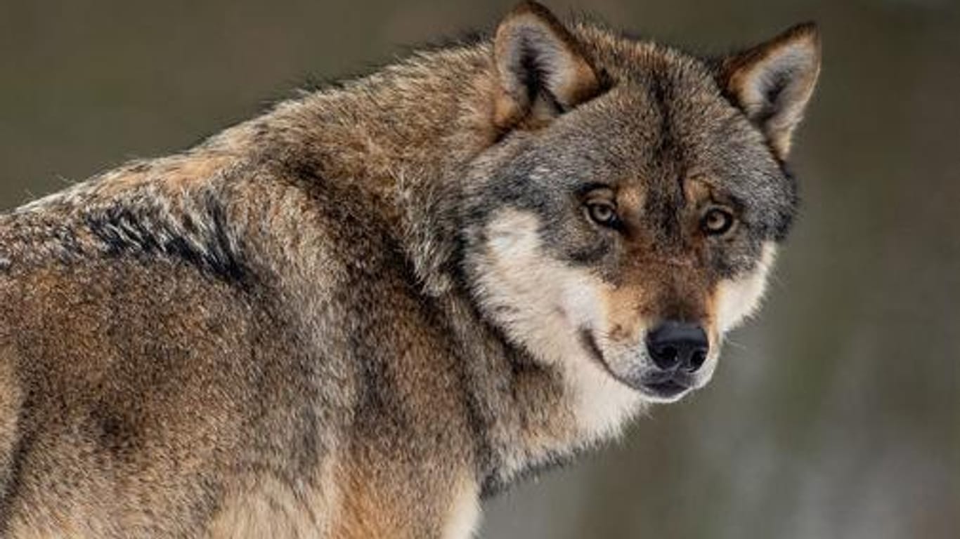 Ein Wolf des Wildparks Neuhaus: Der Deutsche Jagdverband forderte ein umfassendes Konzept für den Umgang mit dem Wolf.
