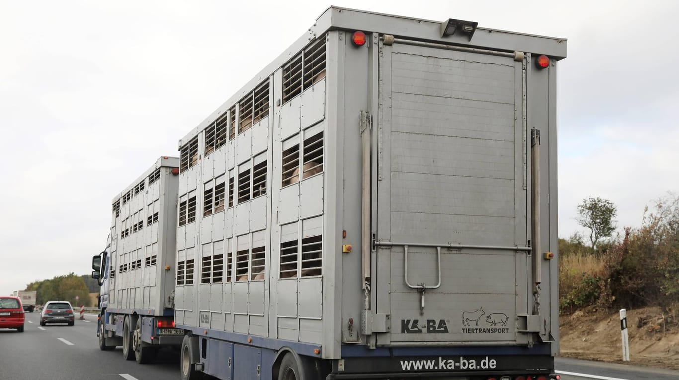 Tiertransporter (Symbolbild): Der Fahrer eines Lastwagens bemerkte am Montag eine Rauchentwicklung im Motor.