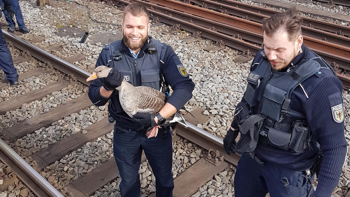 Beamte der Bundespolizei tragen die Gans von den Gleisen am Stuttgarter Hauptbahnhof: Sie wurde am Bärensee wieder in die Freiheit entlassen.