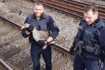 Beamte der Bundespolizei tragen die Gans von den Gleisen am Stuttgarter Hauptbahnhof: Sie wurde am Bärensee wieder in die Freiheit entlassen.