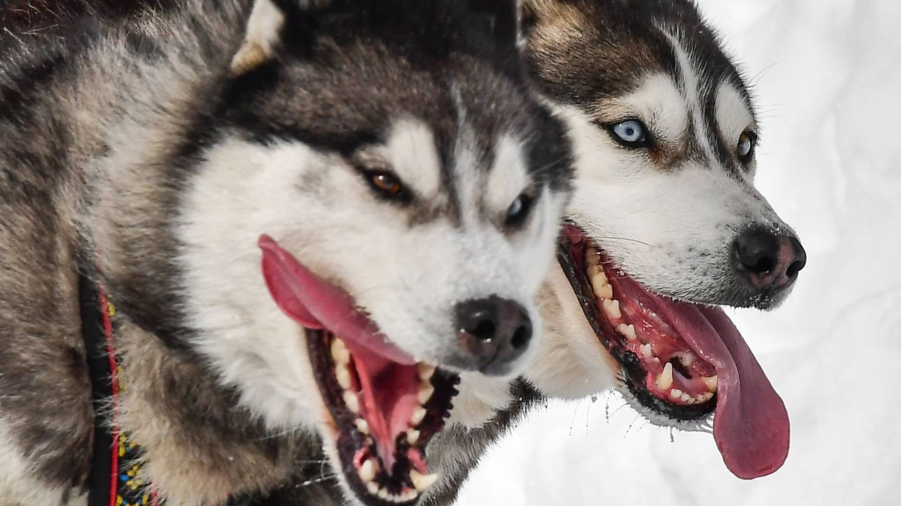 Sibirischer Husky: In den USA hat ein Husky einem Kind die Hand abgebissen.