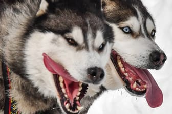 Sibirischer Husky: In den USA hat ein Husky einem Kind die Hand abgebissen.