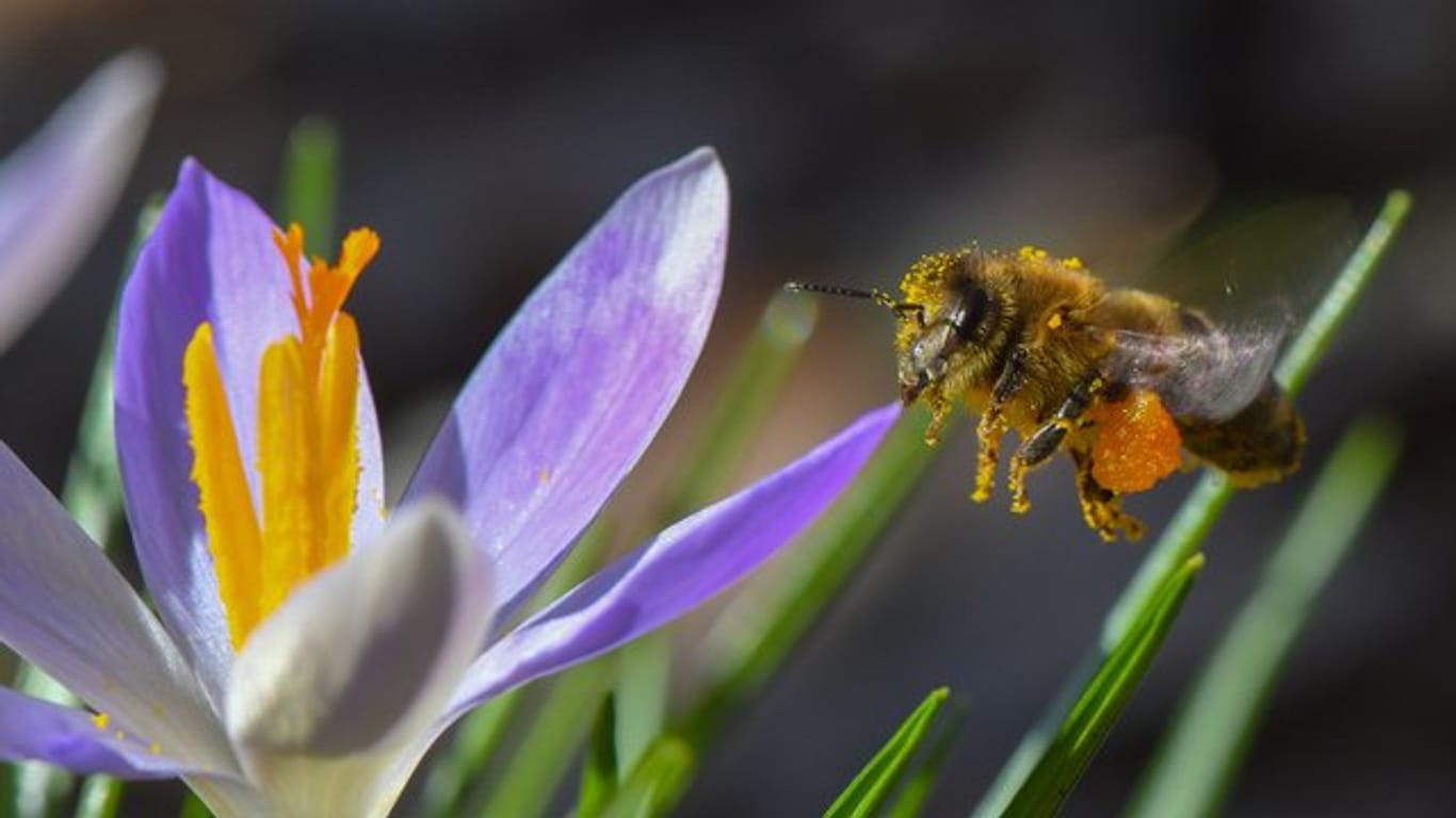 Eine Biene voller Blütenpollen.
