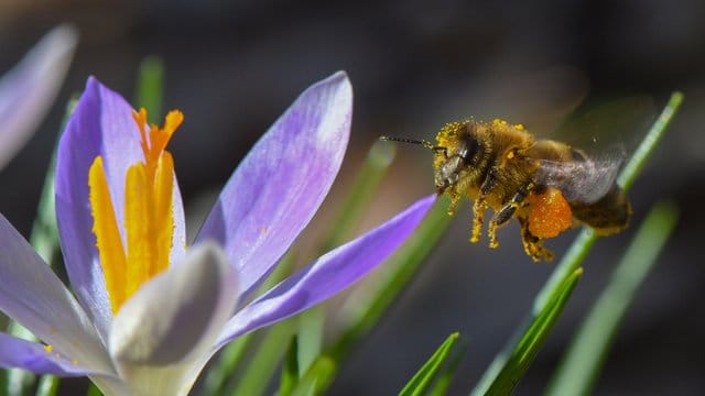 Eine Biene voller Blütenpollen. Eine Biene voller Blütenpollen.