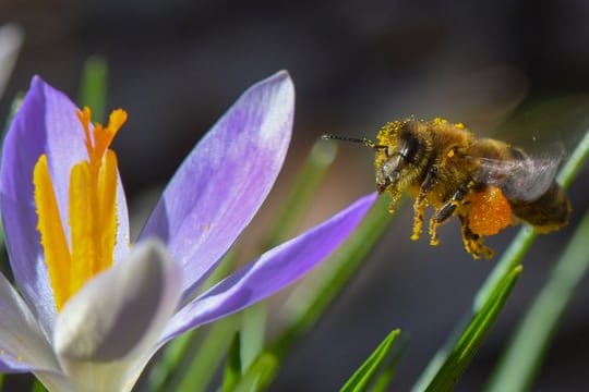 Eine Biene voller Blütenpollen.