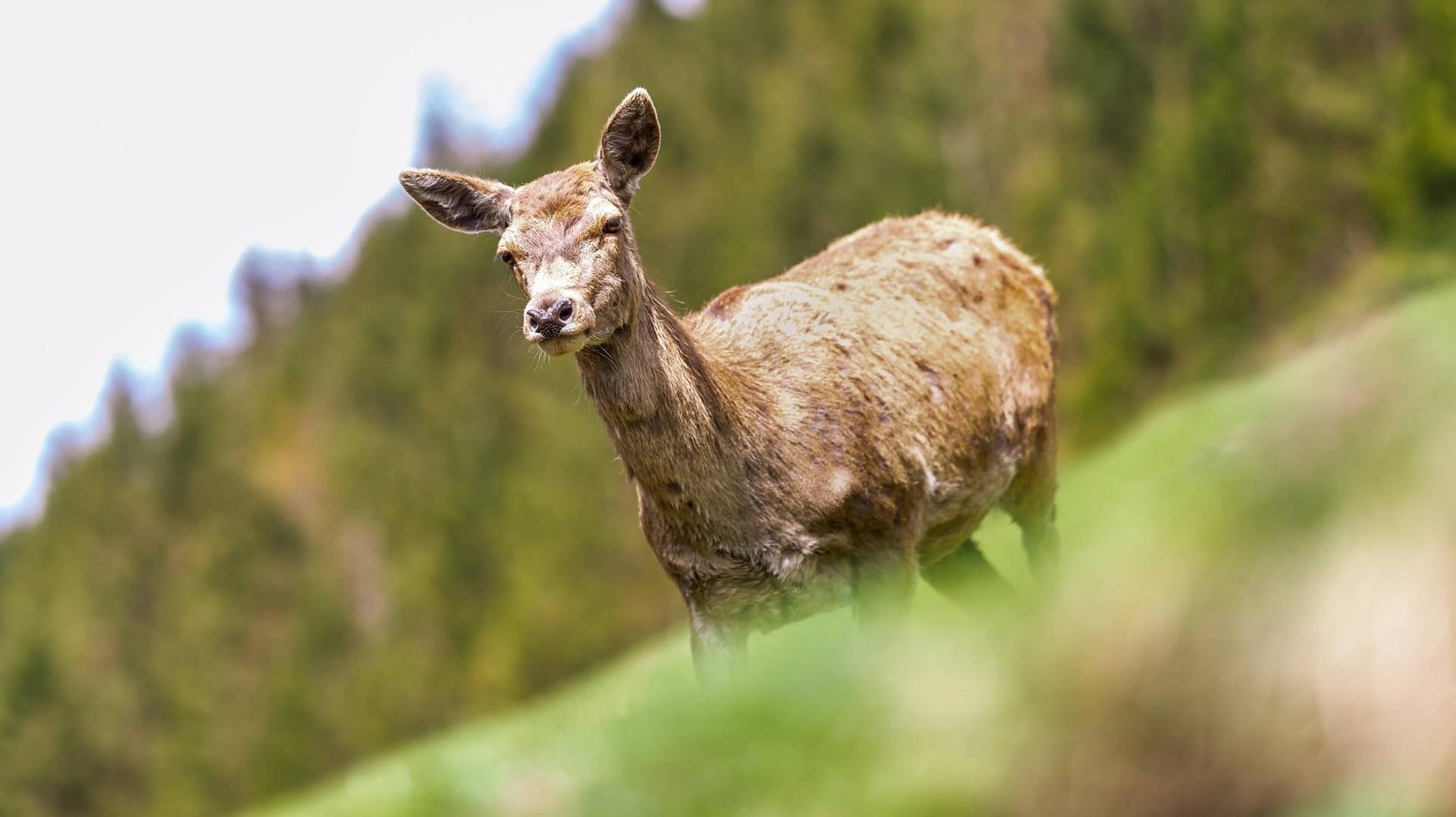 Eine Hirschkuh in einem Wildpark (Symbolbild): In Thüringen wurde ein Radfahrer beim Zusammenprall mit einem solchen Tier schwer verletzt.