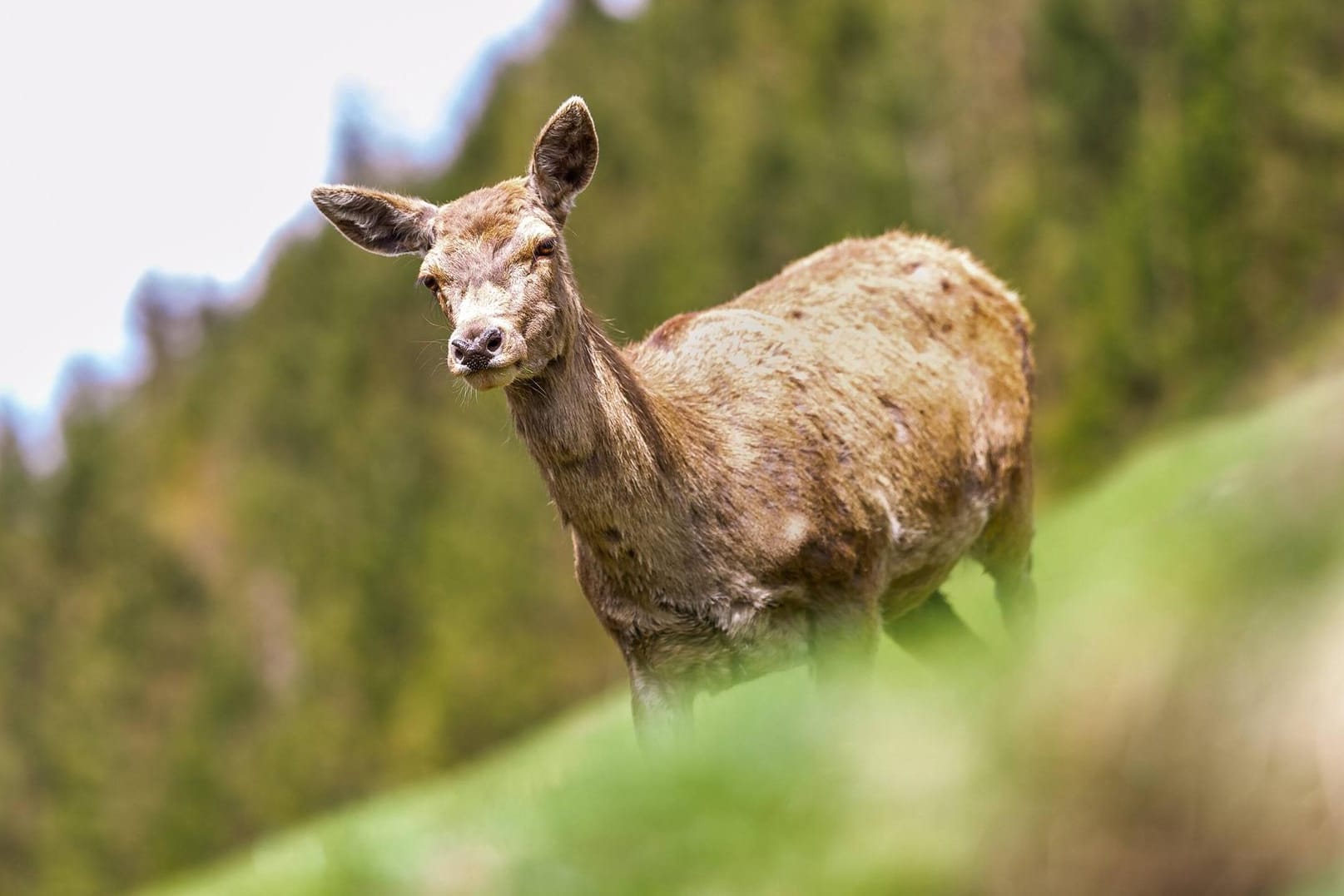 Eine Hirschkuh in einem Wildpark (Symbolbild): In Thüringen wurde ein Radfahrer beim Zusammenprall mit einem solchen Tier schwer verletzt.