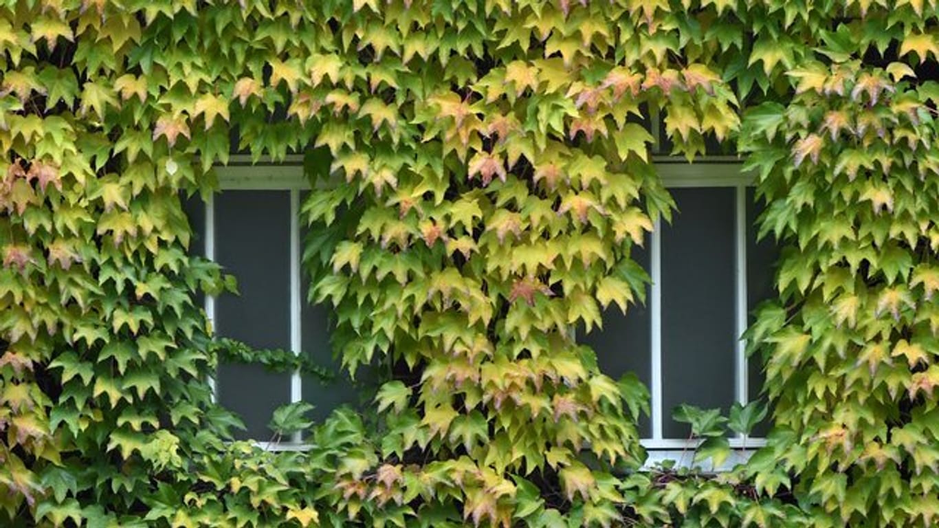 Eine Fassadenbegrünung - etwa mit Wildem Wein - kann die Innenräume im Sommer etwas herunterkühlen.