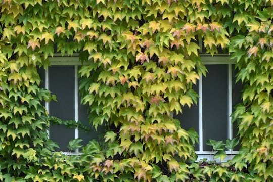 Eine Fassadenbegrünung - etwa mit Wildem Wein - kann die Innenräume im Sommer etwas herunterkühlen.