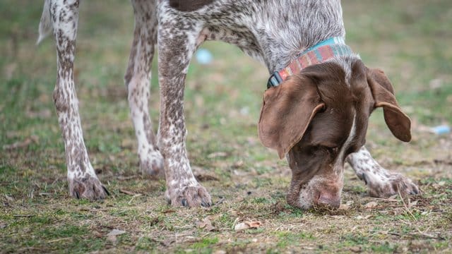 Nevio, ein elfjähriger Deutsch Kurzhaar-Mix, hatte vor einiger Zeit versehentlich Cannabis gefressen und war deshalb beim Tierarzt in Behandlung. Nevio, ein elfjähriger Deutsch Kurzhaar-Mix, hatte vor einiger Zeit versehentlich Cannabis gefressen und war deshalb beim Tierarzt in Behandlung.