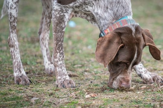 Nevio, ein elfjähriger Deutsch Kurzhaar-Mix, hatte vor einiger Zeit versehentlich Cannabis gefressen und war deshalb beim Tierarzt in Behandlung.