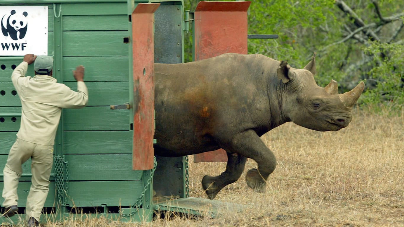 Archivbild: Im Osten Südafrikas lassen Helfer des WWF ein Nashorn in einem Wildpark frei.