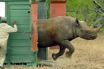 Archivbild: Im Osten Südafrikas lassen Helfer des WWF ein Nashorn in einem Wildpark frei.
